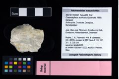 NHMW-GEO-2007z0149-0327_Ol_02.tifCracensigillatus acutirostrus (Moericke, 1889)  (NHMW-GEO-2007z0149-0327)